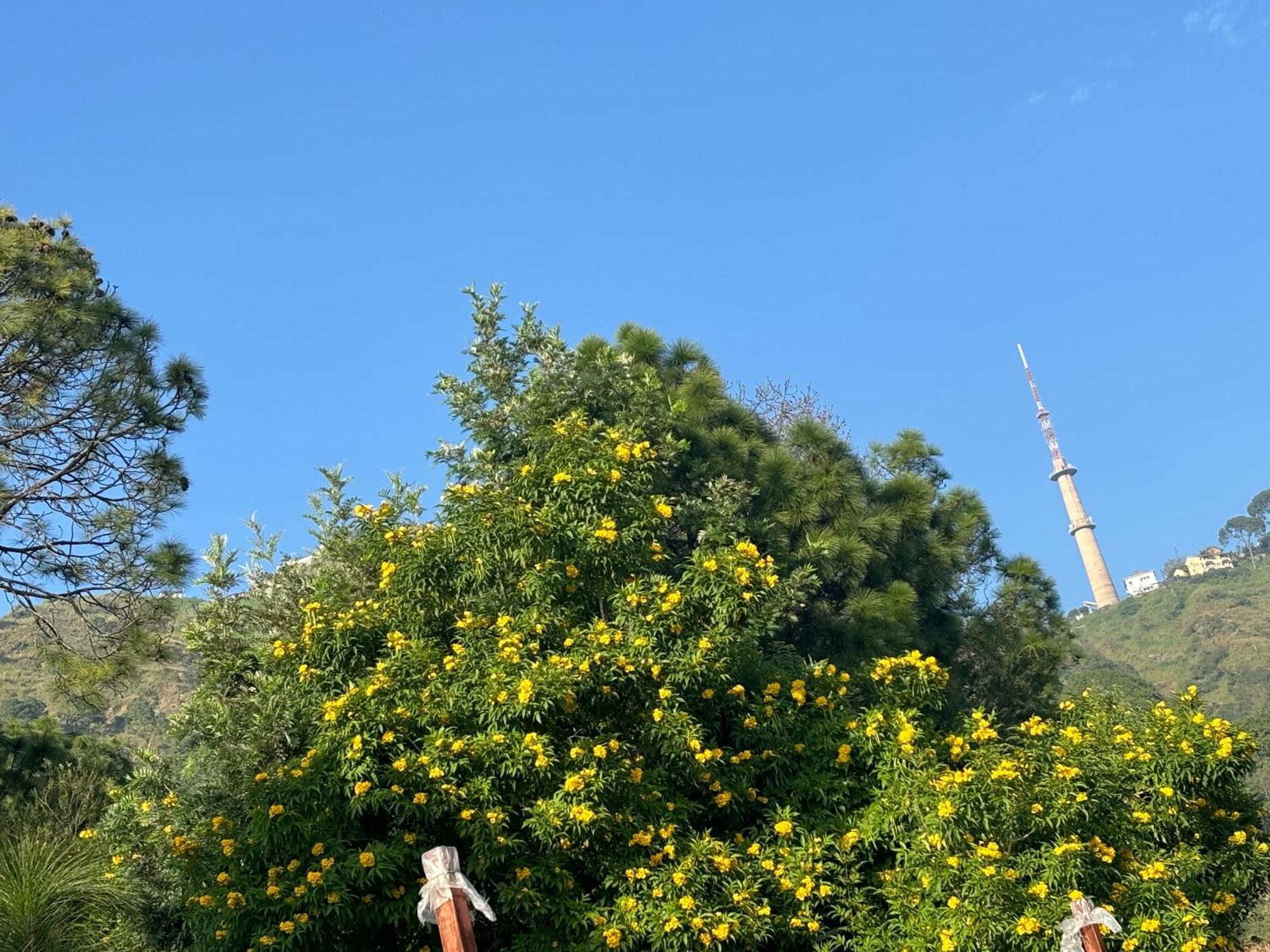Panormic View By The North Edge Apartment Kasauli Bagian luar foto